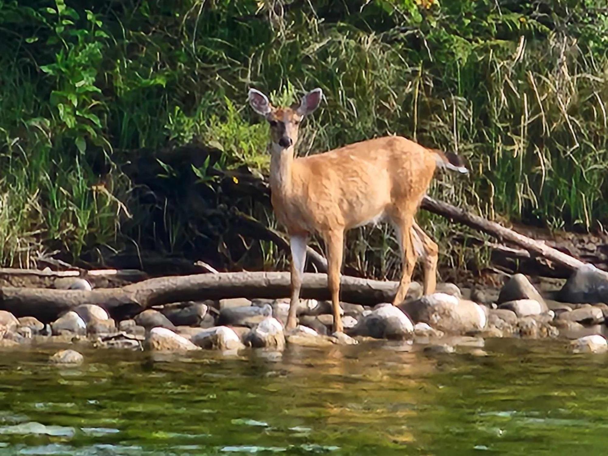 Campbell River Lodge ภายนอก รูปภาพ