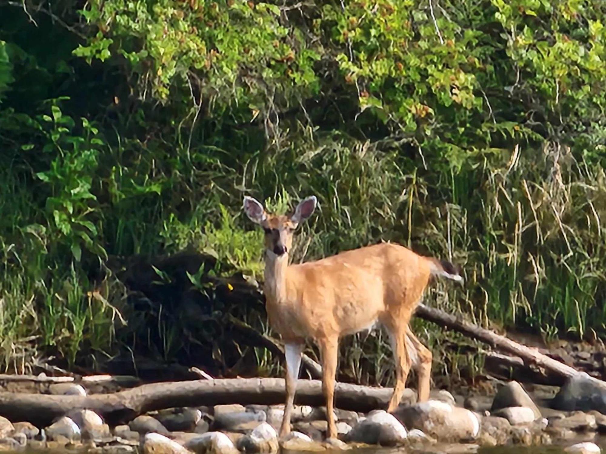 Campbell River Lodge ภายนอก รูปภาพ